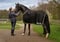 Pferdeinserat