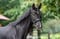 Horse ad