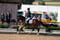 Annuncio cavallo