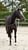 Horse ad