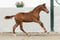 Anuncio de caballos