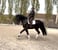 Horse ad