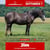 Annuncio cavallo