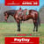 Annuncio cavallo