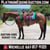 Horse ad