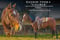 Horse ad