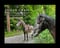 Horse ad