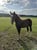 Horse ad