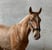 Horse ad