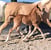 Horse ad