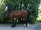 Horse ad