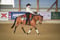 Anuncio de caballos