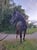 Horse ad