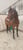 Horse ad
