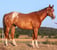 Horse ad