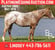 Horse ad
