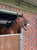 Horse ad