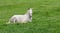 Horse ad