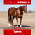 Annuncio cavallo