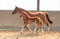 Annuncio cavallo