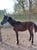 Horse ad