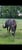Annuncio cavallo