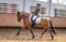 Horse ad