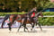 Annuncio cavallo