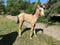 Annonce cheval