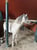 Annuncio cavallo