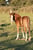 Annuncio cavallo