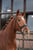 Horse ad