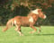 Horse ad