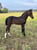 Annuncio cavallo