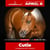 Annuncio cavallo