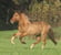 Horse ad