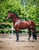 Annuncio cavallo