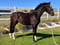 Annuncio cavallo