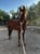 Annuncio cavallo