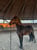 Horse ad