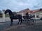 Horse ad
