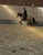 Horse ad