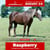 Paardadvertentie