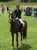 Annuncio cavallo