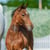 Horse ad
