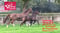 Annuncio cavallo