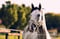 Horse ad