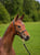 Annuncio cavallo