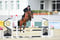 Horse ad
