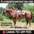 Horse ad